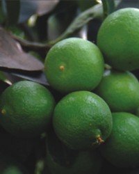 Fresh Limes