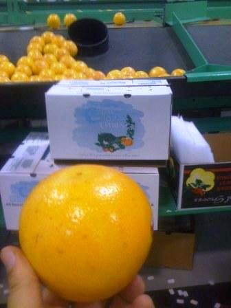 Fresh Florida Star Red Ruby Grapefruit
