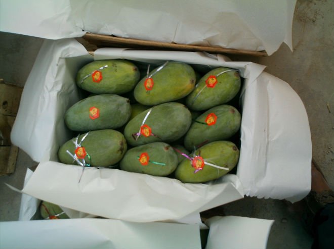 fresh mangos