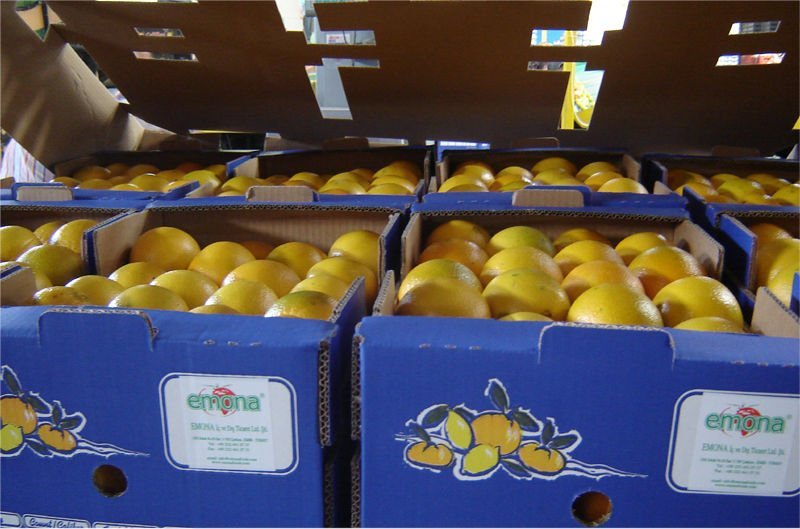  Star   ruby   Grapefruit s