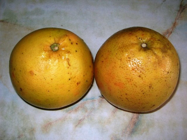 Natural and fresh pamplemousse