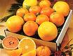 White Marsh Seedless citrus