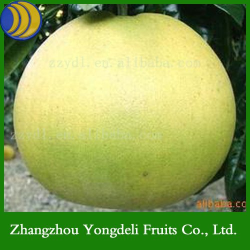 2010 the best Fresh Guanxi Honey Pomelo