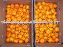 Chinese Fresh citrus fruit