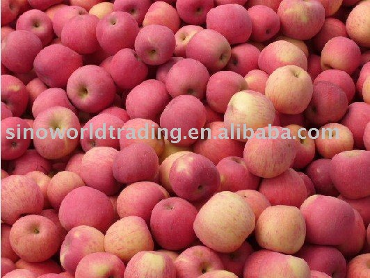  Fresh   Chinese   Apple 