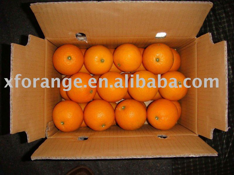  Fresh   valencia   oranges 