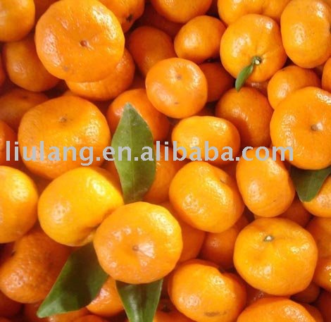 Fresh cheap orange,China LiuLang or OEM brands price supplier - 21food