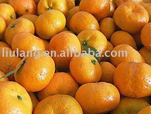 Fresh citrus mandarin
