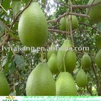  yellow  skin  pomelo  grapefruit