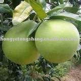 Green pomelo,Sweet pomelo