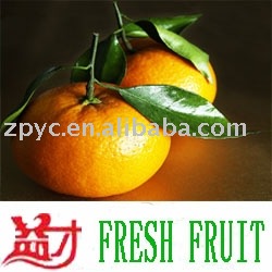 Chinese mandarin orange