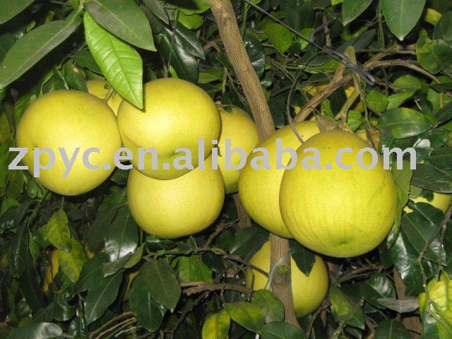 Sell Chinese  sweet   honey   pomelo 