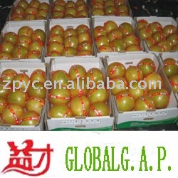 Honey Pomelo(Fresh pomelo,Chinese pomelo, G-001)