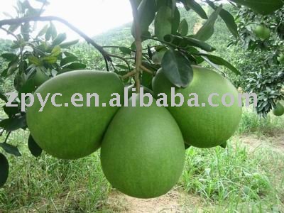 Top Chinese Pomelo