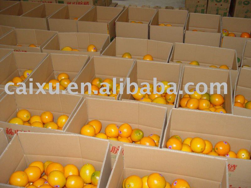 Fresh Chinese Navel Orange