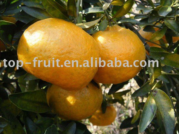 Chinese  honey   mandarin 