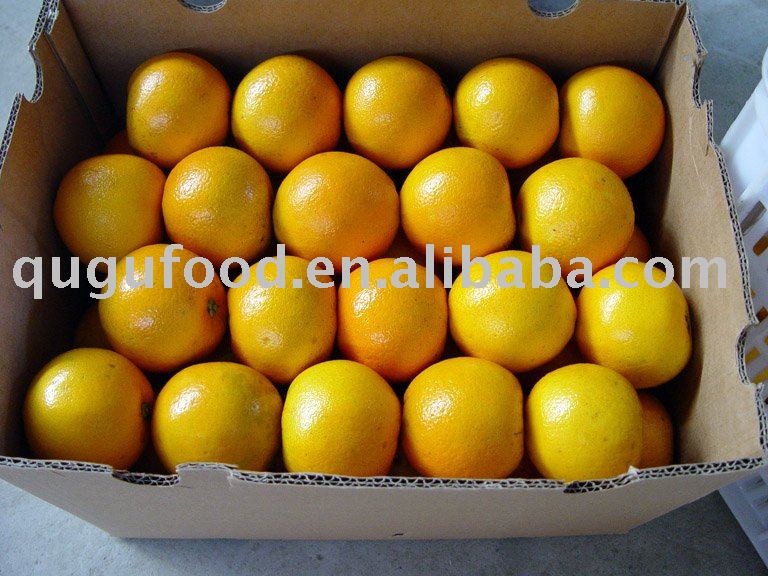 Navel orange fresh