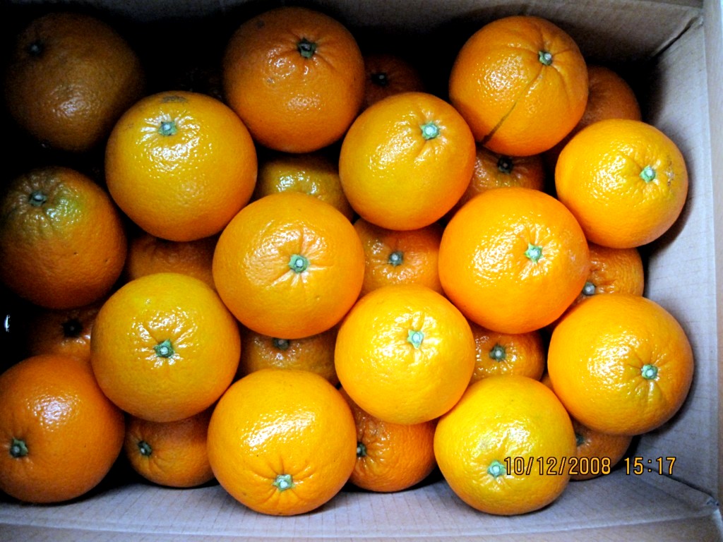 Changhong navel orange