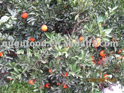 Zhonghuahong navel orange