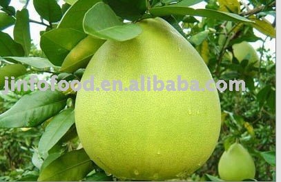 Pomelo(new crop in 2010)