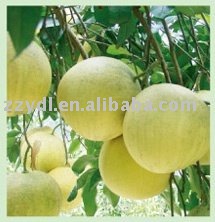 Fujian Guanxi White Fresh Honey Pomelo
