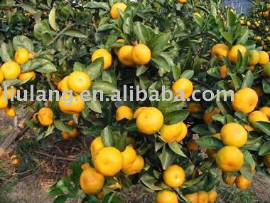 Fresh nanfeng baby mandarin orange