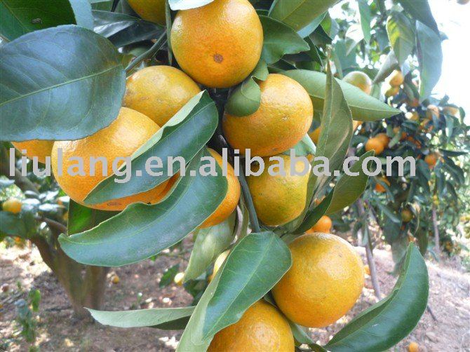 Chinese honey mandarin