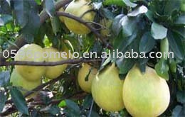 Fresh citrus fruit