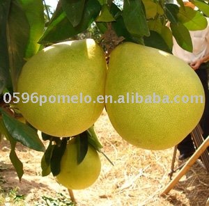 new crop pomelo