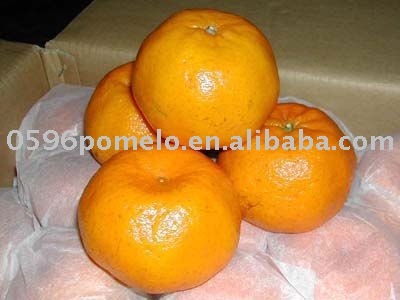 Fresh Mandarin
