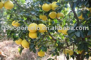 Citrus(China honey pomelo)