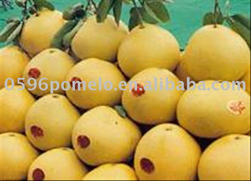 Yuhuan fresh pummelo