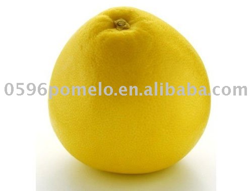 chinese big honey pomelo