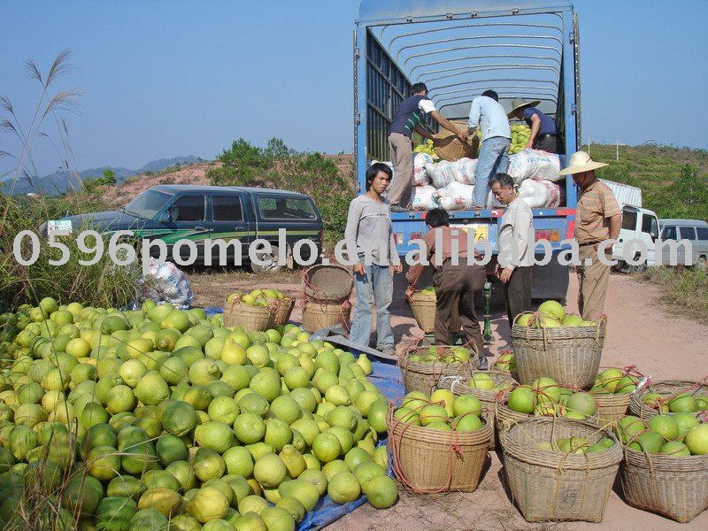  Zhangzhou   honey   pomelo 