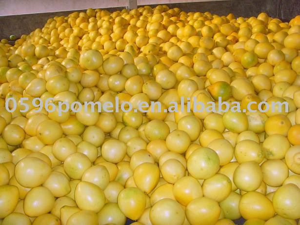 Guanxi  honey   pummelo 