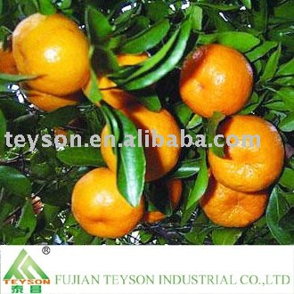 Fresh Mandarin Orange From China