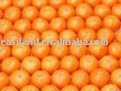fresh orangeNO.18