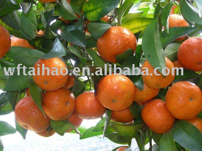 Fresh Orange