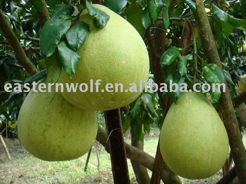 China Fresh Honey Pomelo in Carton, MOQ:1*40 FCL