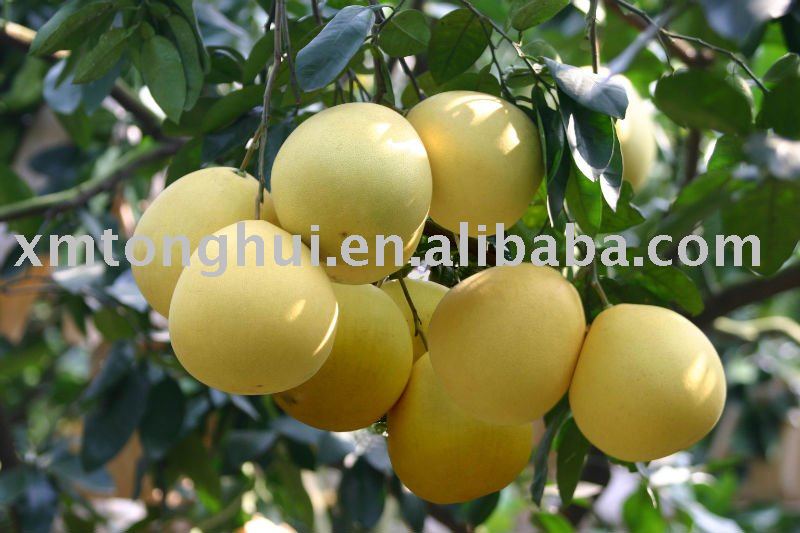 fresh  fruit pomelo CAT1