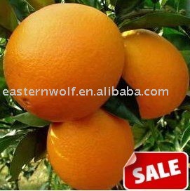 Fresh navel orange,sweet and juicy!