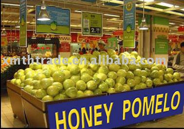 shaddock  ( pomelo )