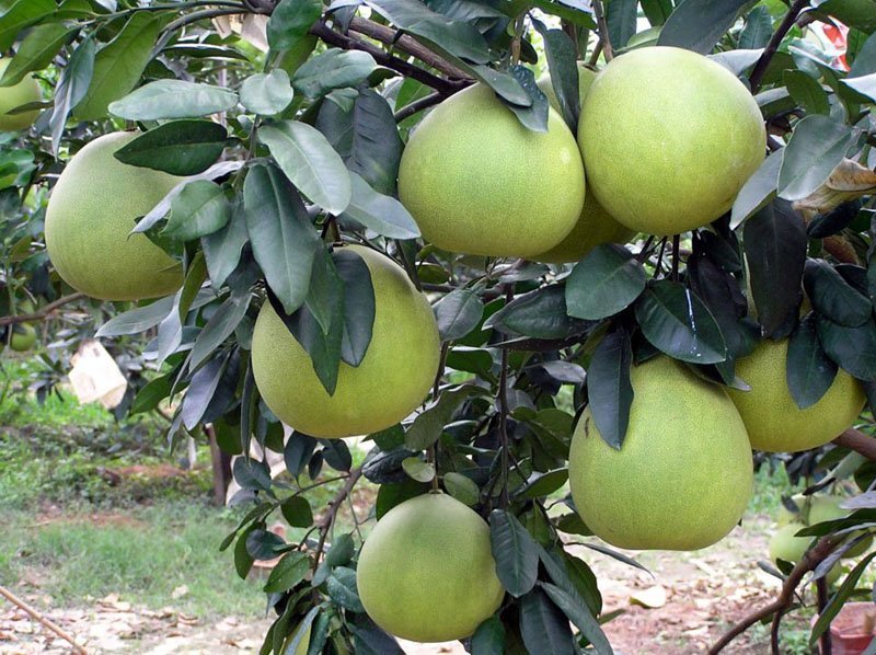 Guanxi honey pomelo