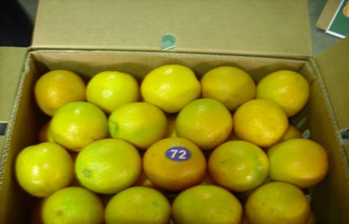 Fresh Egyptian Citrus Orange