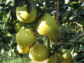 Pomelo