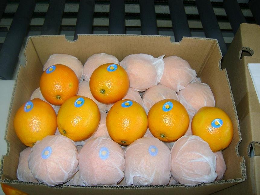 fresh navel orange