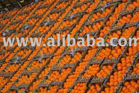 fresh citrus fruit for sale