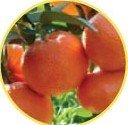 ClemenGold    citrus