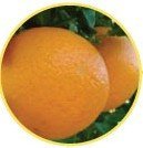 ClemenOr   citrus