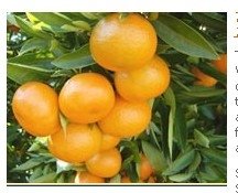 Fruit:Tambors Mandarin